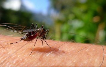 Sesapi reforça cuidados com a dengue no início do período chuvoso