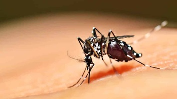 Dengue está sob controle no Piauí 