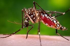 Sesapi alerta para aumento de 50% no número de casos de dengue no Piauí