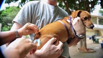 Raiva: Sesapi alerta população sobre os cuidados com animais domésticos e silvestres 