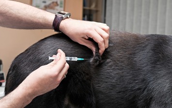 Sesapi prorroga campanha de vacinação de cães e gatos contra a raiva animal