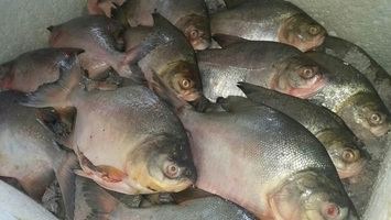 Vigilância Sanitária alerta sobre cuidados na compra de pescados